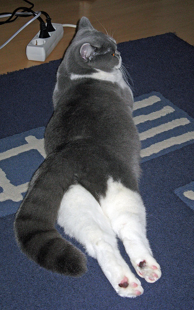 传奇之路:那些从童年梦想到NBA的励志故事,nba励志故事作文素材