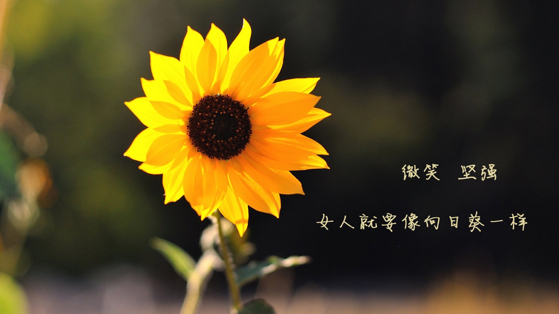 “法甲豪门一争高下,比赛精彩不断”,法甲榜首