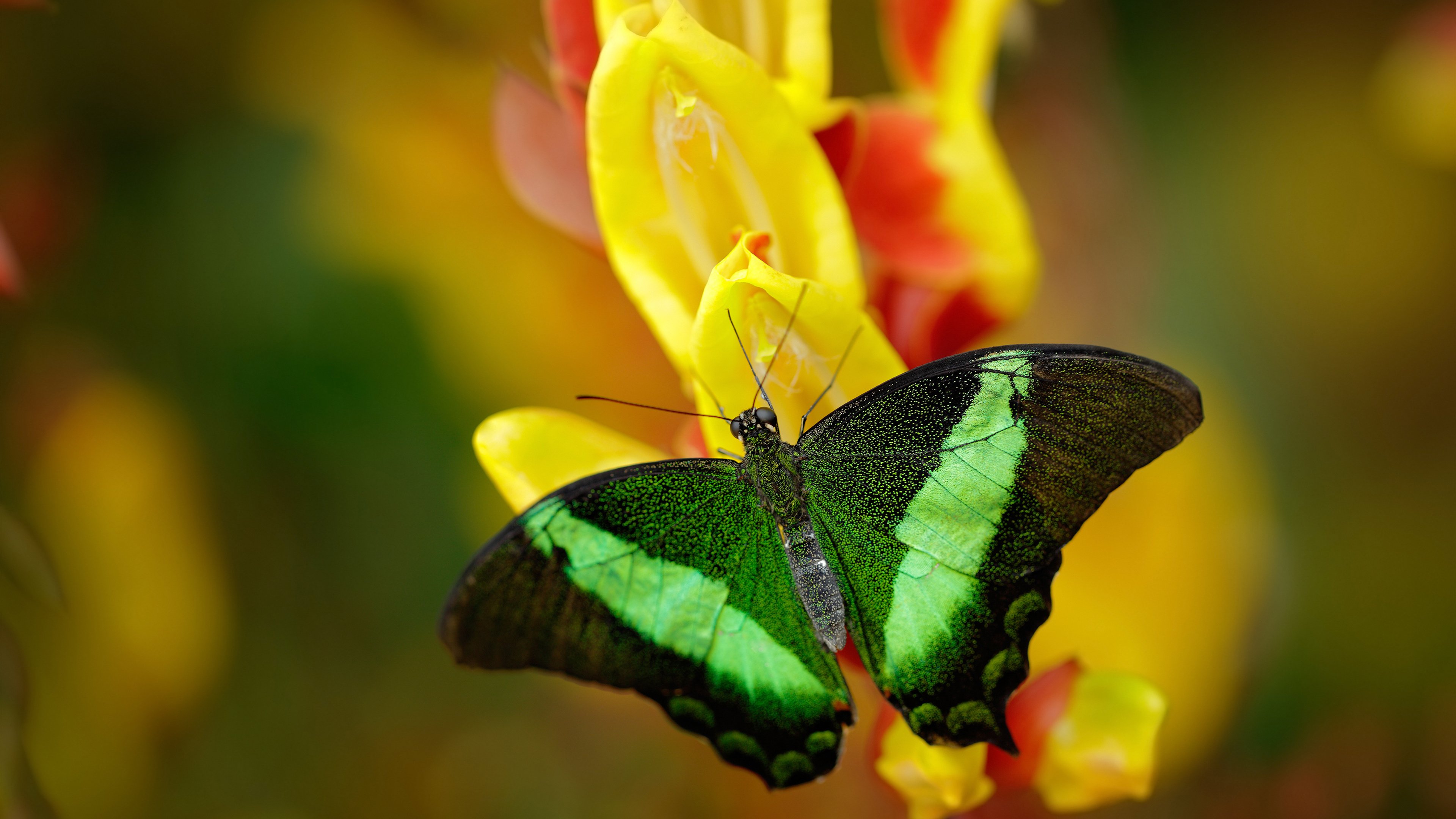 勇士推出AI分析球迷情绪系统，用于主场氛围优化，勇士球迷素质