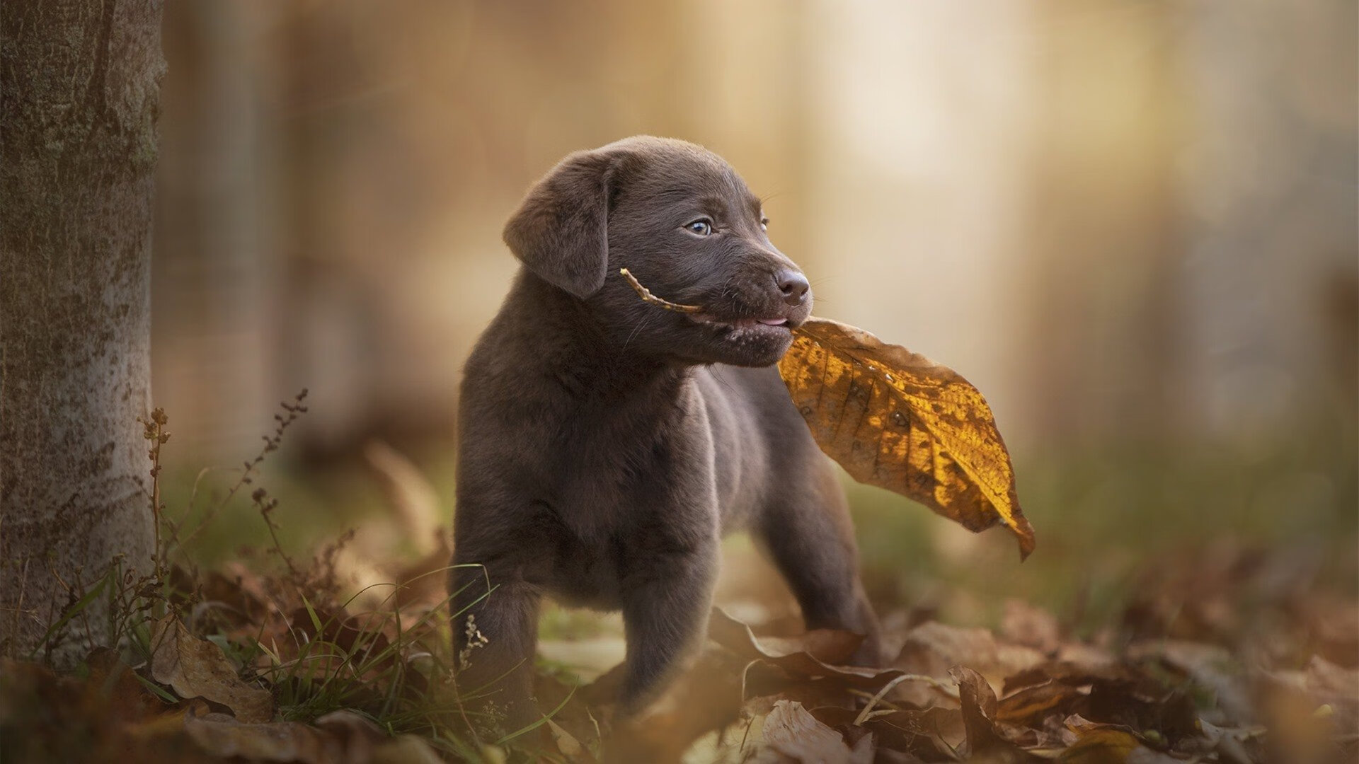 爱游戏app下载-国际拳击锦标赛中国队斩获多金，国际拳击联合会